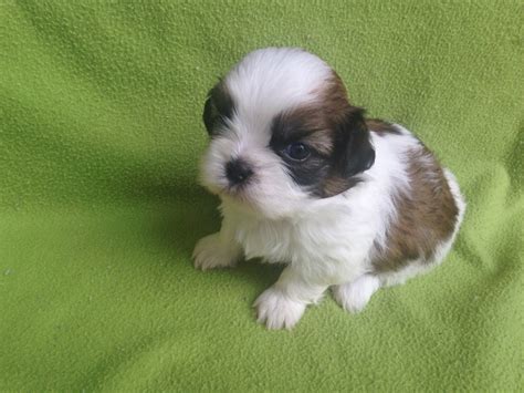 venta de perros en méxico.